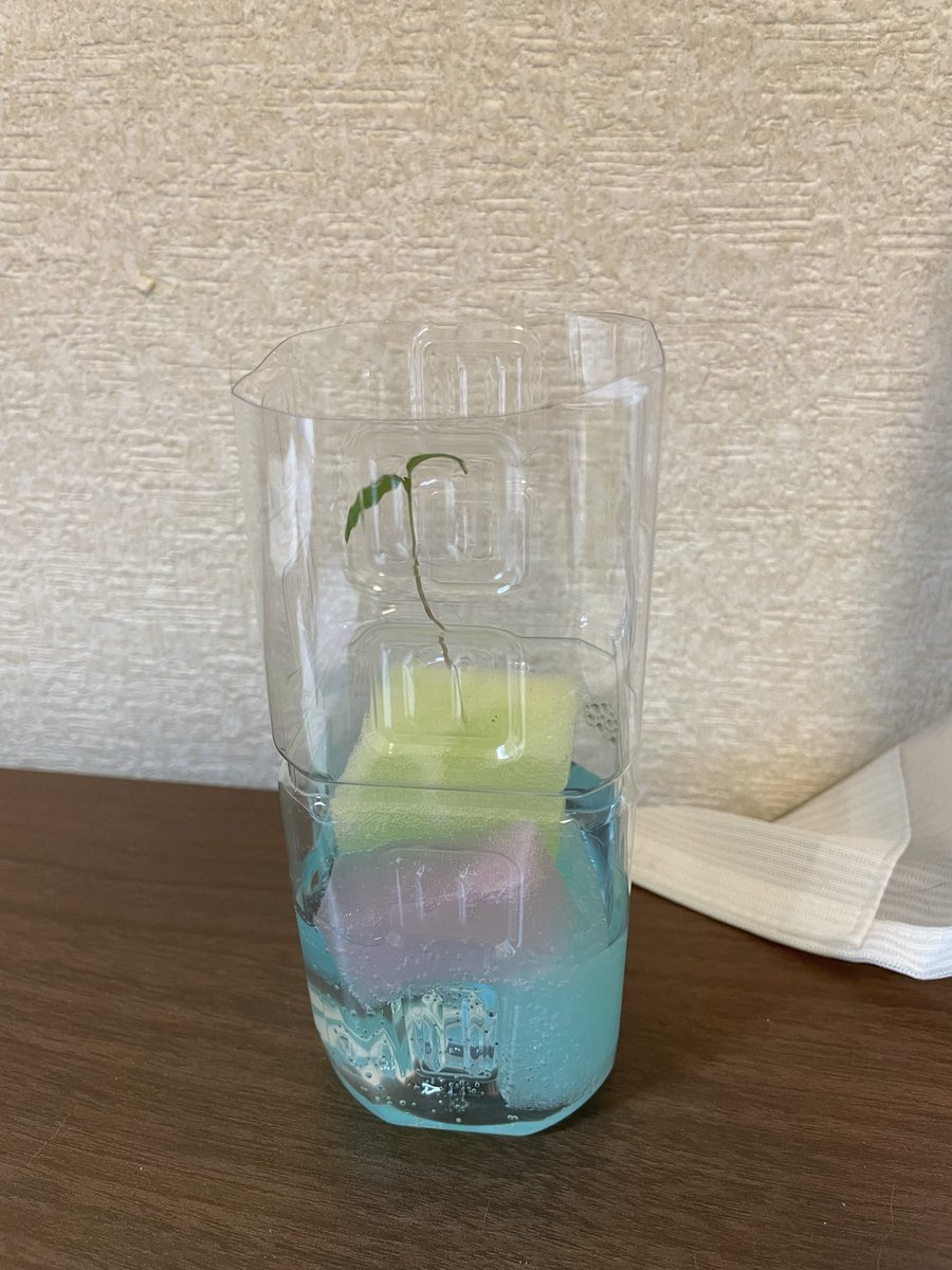 kousuke_1978's tweet photo. 成長しています。　#水耕栽培 https://t.co/vgp9AuTV0x
