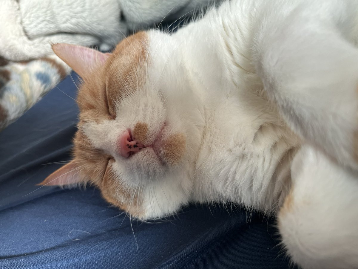 𝒞𝒽𝒾𝓏𝓊 /智津 tweet media