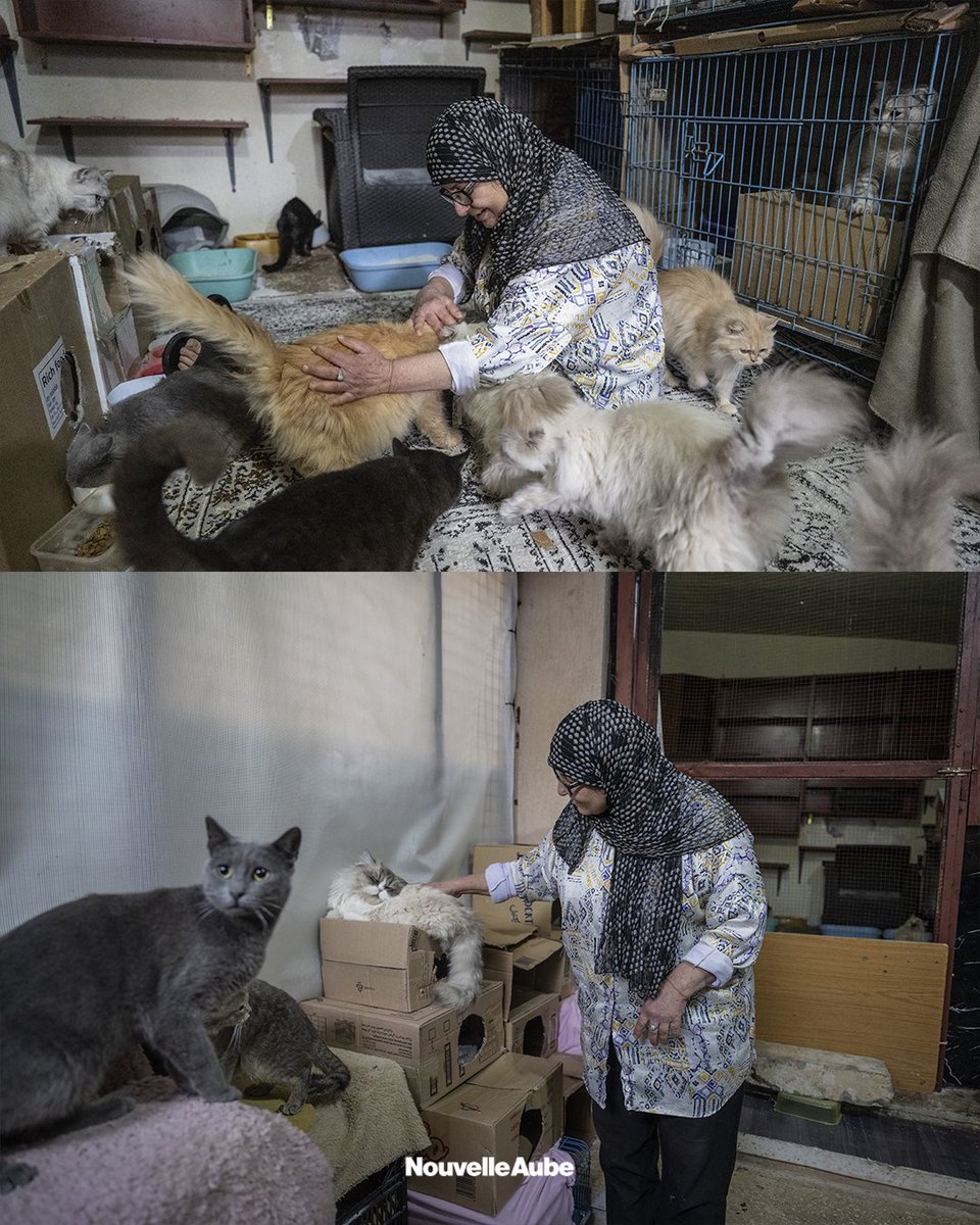 Nouvelle Aube - Yeni Şafak Français tweet media