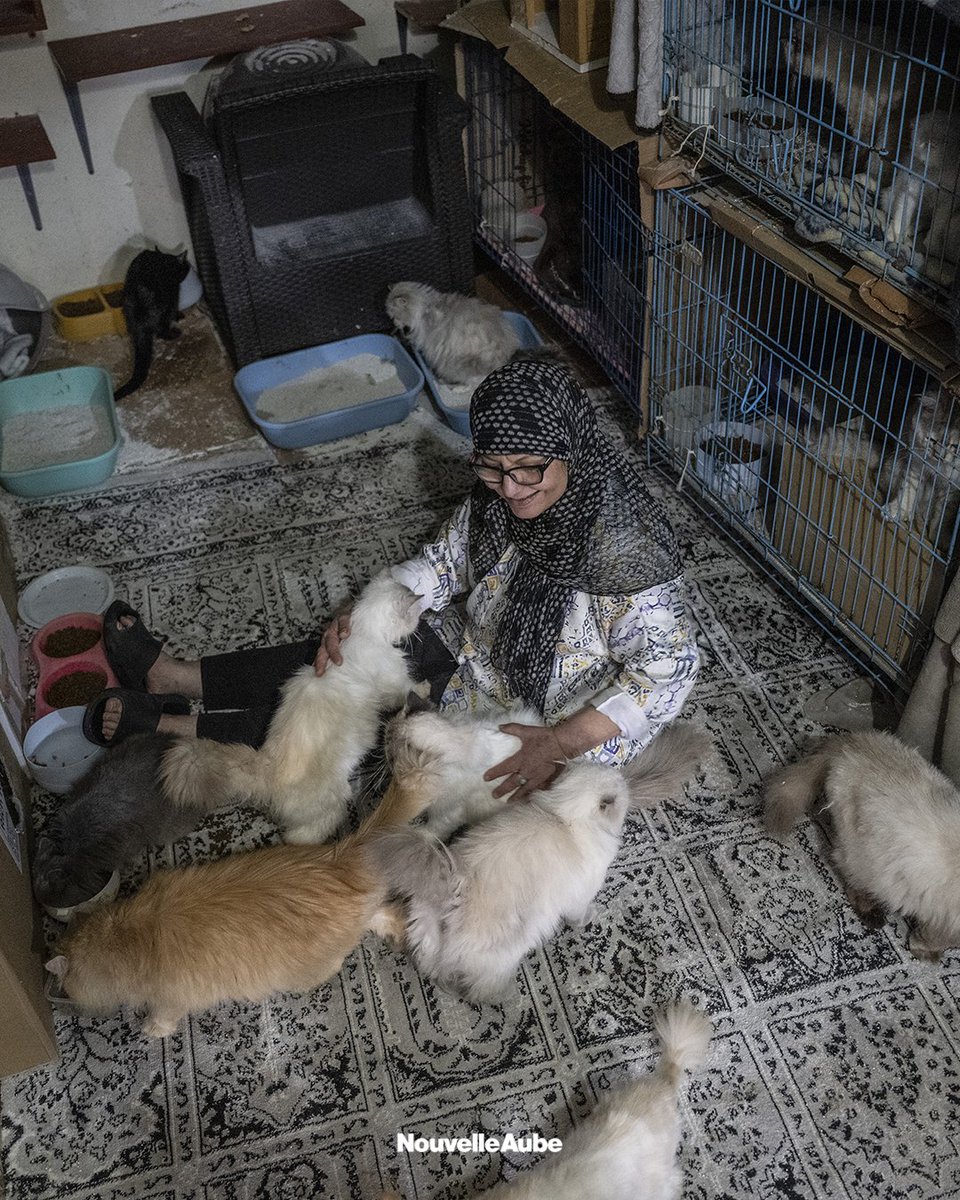 Nouvelle Aube - Yeni Şafak Français tweet media