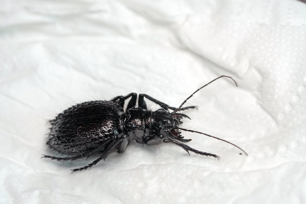 ManDuKinGs tweet media