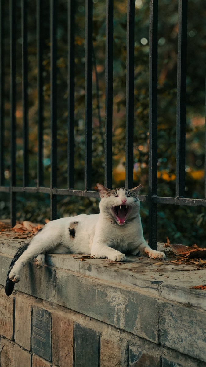 Photoz.geek tweet media