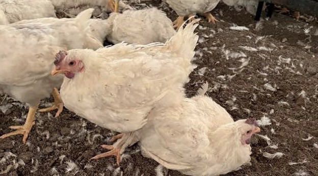 Colegio Oficial de Veterinarios de Madrid tweet media