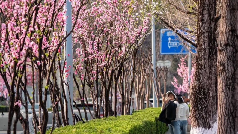 ChongqingFuling's tweet image. As temperatures rise, flowering peach trees burst into color along Yingbin Avenue in Fuling, turning the road into a dreamlike spring scene.
#Fuling #Chongqing #SpringVibes