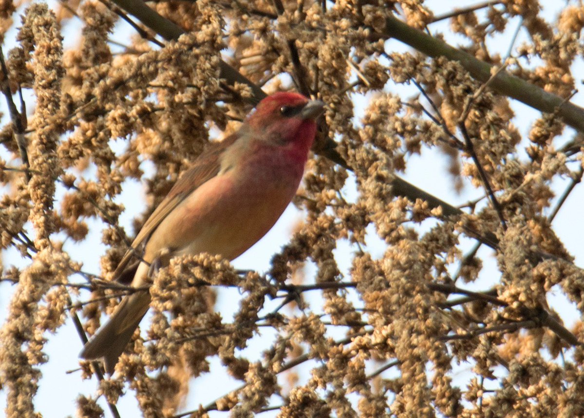 กรมอุทยานแห่งชาติ สัตว์ป่า และพันธุ์พืช tweet media