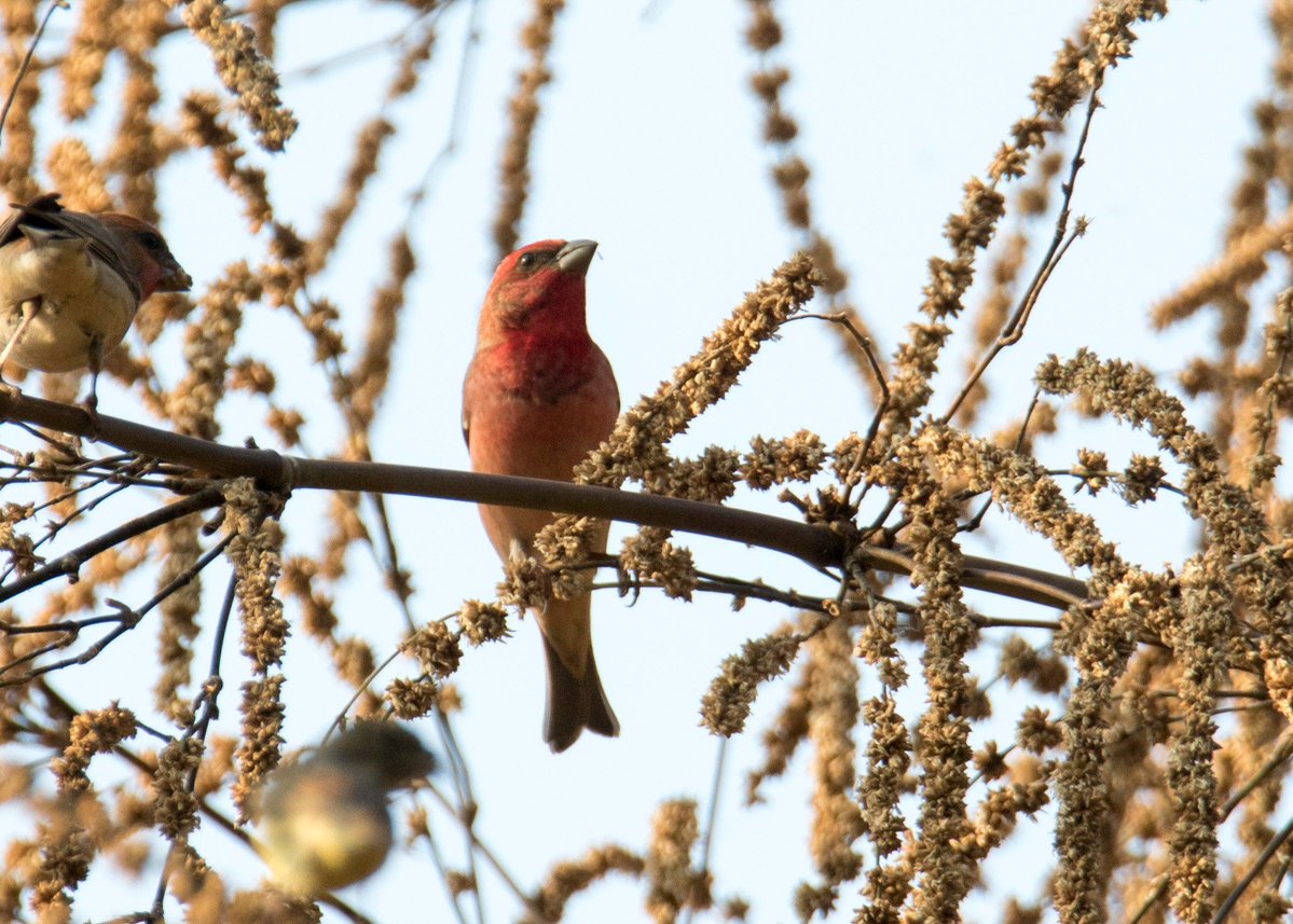กรมอุทยานแห่งชาติ สัตว์ป่า และพันธุ์พืช tweet media