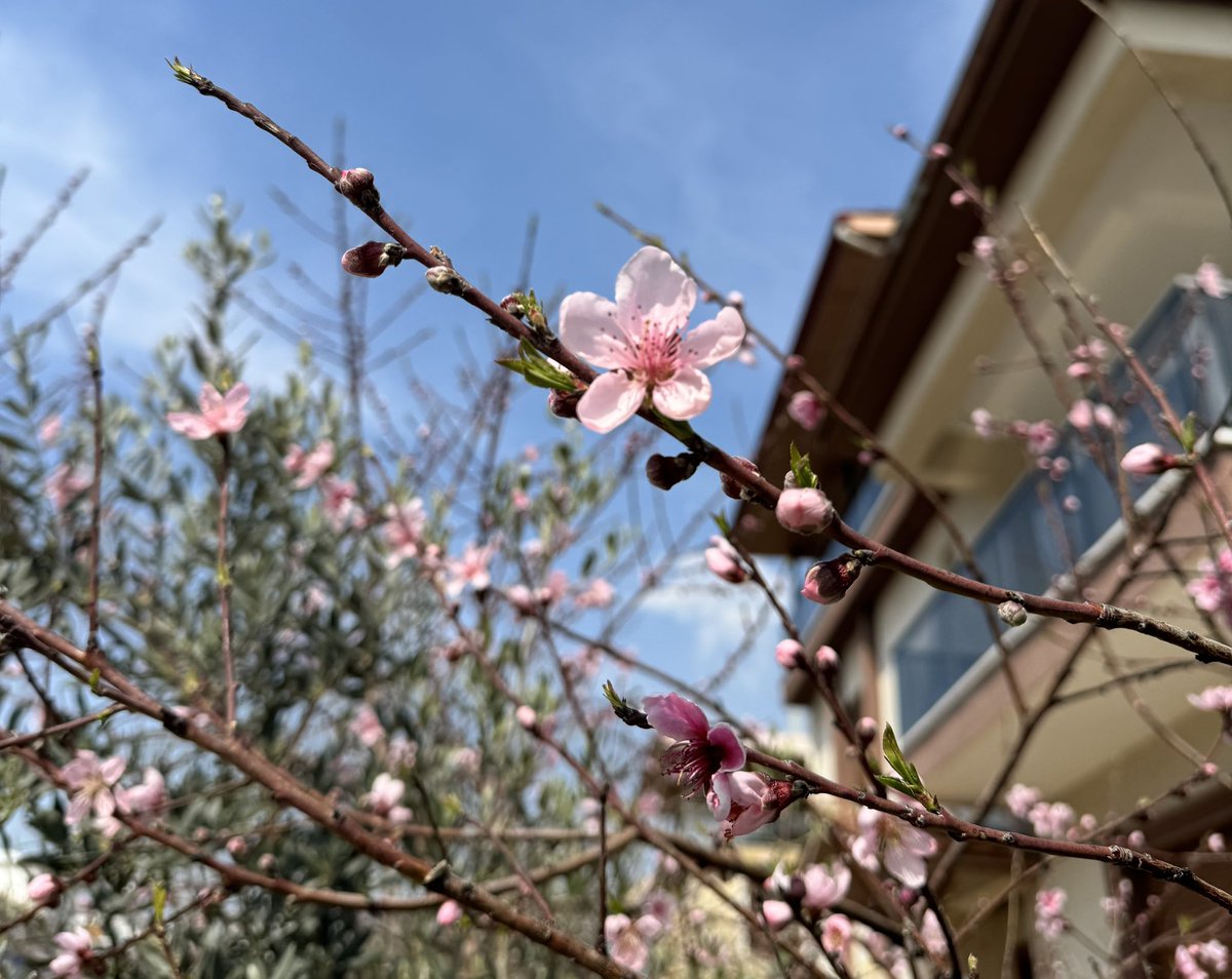 çiçek gibi bir gün🌸 #günaydın