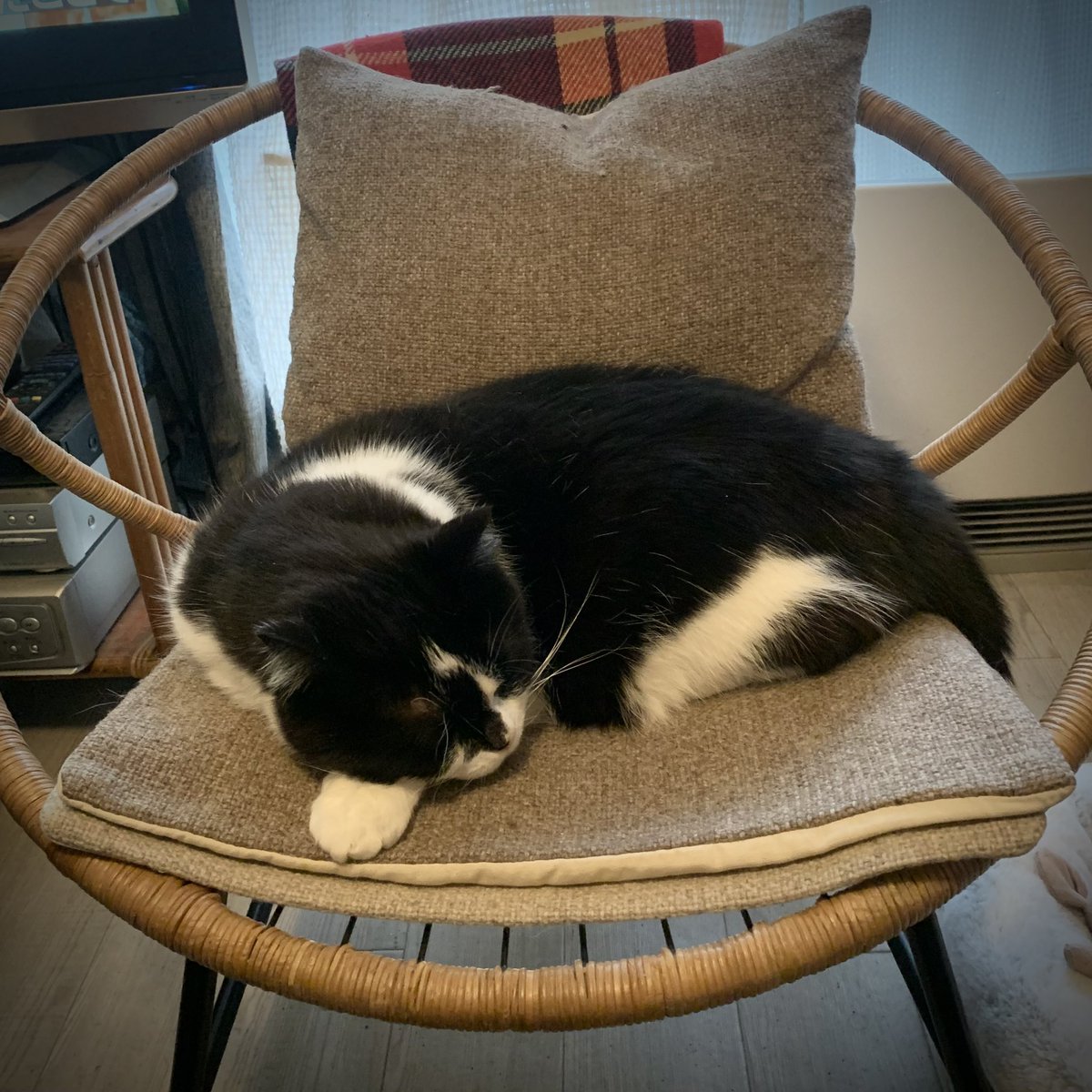 ウチの坊ちゃんは右巻きですなぁ。