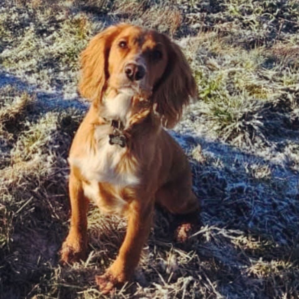 MakeChipsCount to Reunite Pets tweet media