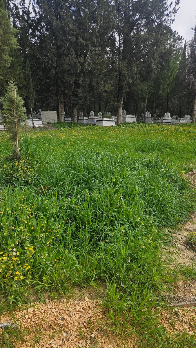 Serinyol Mahalle Mezarlığı rezalet halde bayram vakti her yer kirli ve ot dolu <a href="/AntakyaBld/">Antakya Belediyesi 🇹🇷</a> <a href="/BeyazMasaHbb/">HBB Beyaz Masa</a> <a href="/HatayBSB/">Hatay Büyükşehir Belediyesi</a>