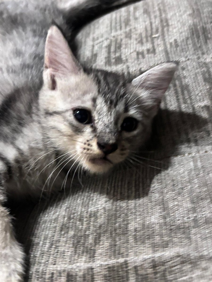 nir🌸🍭 tweet media