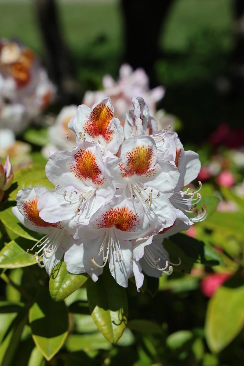 Barron Beaux Arts 😻 ✨🎉🎵🌈🍒 tweet media