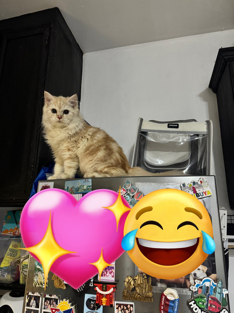 waffles 🧇 tweet media