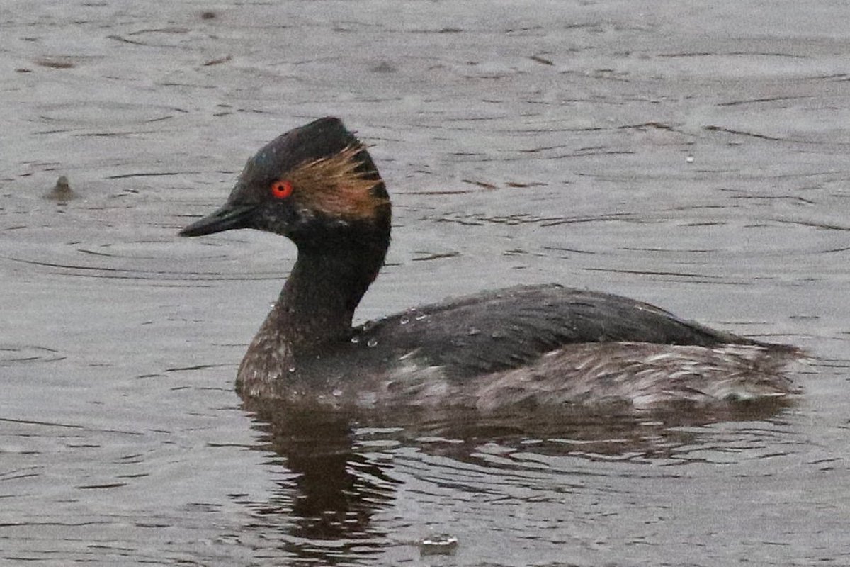 Jaume Campderròs “Txumi” tweet media