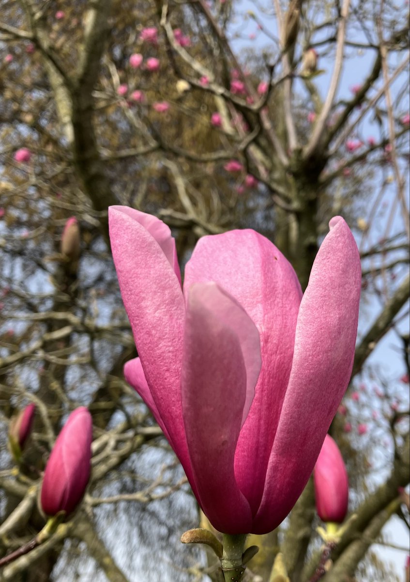 Beautiful Garden tweet media