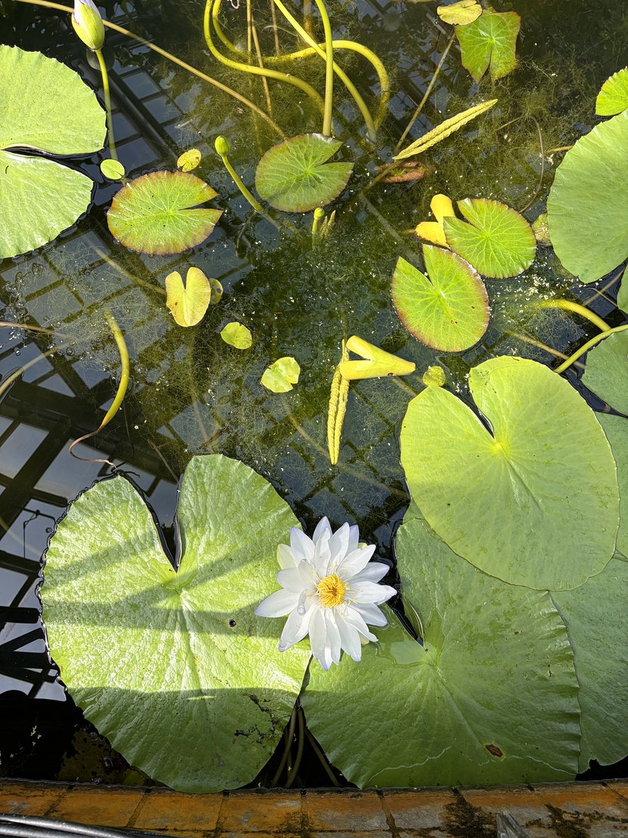 にしうら染✍️ tweet media