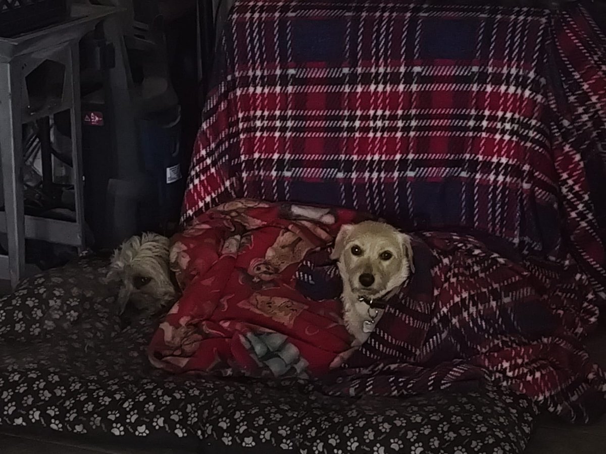 ChetoChato tweet media