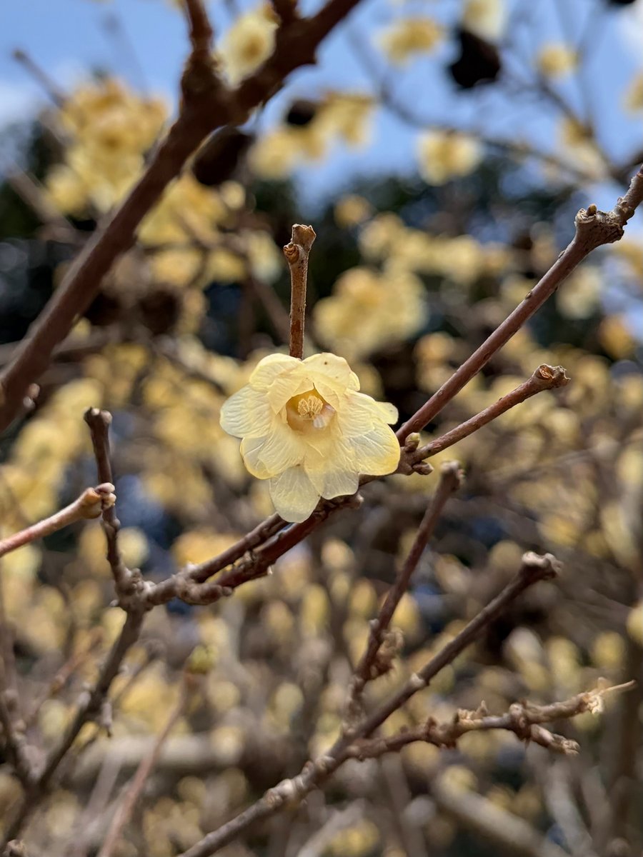 にしうら染✍️ tweet media