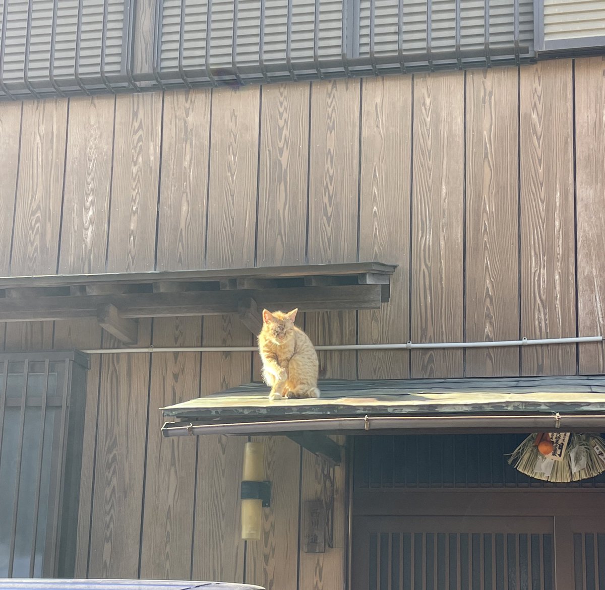 Anyway, I came across this raggedy stray while on my way to work the other day