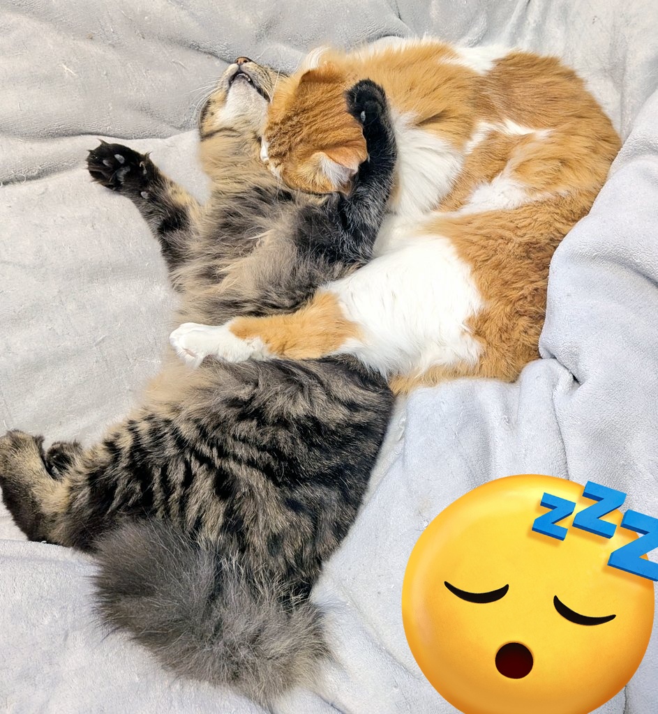 久し振りに気圧でダウン😭
猫たちもずっと寝っぱなし