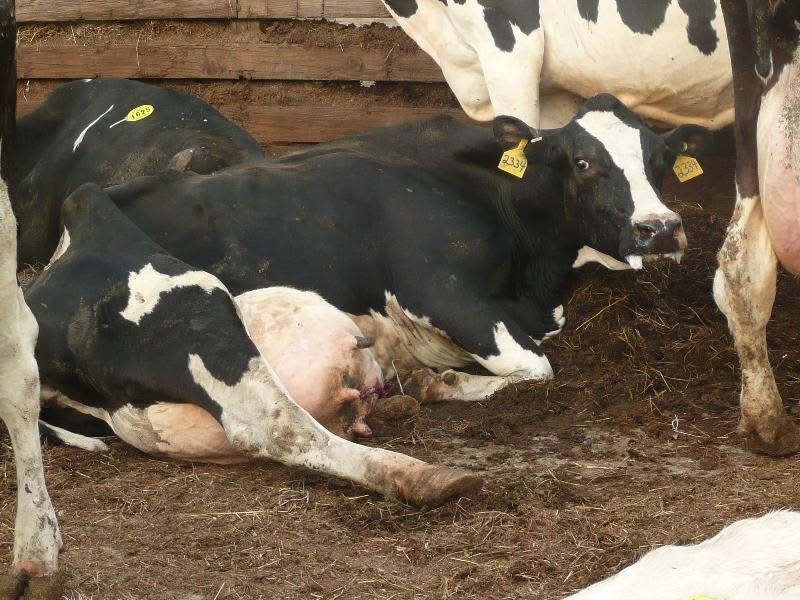 ©anines tho™ ᕕ( ᐛ )ᕗ tweet media