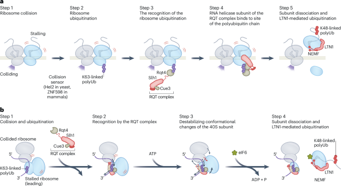 NatureStructMolBiol tweet media
