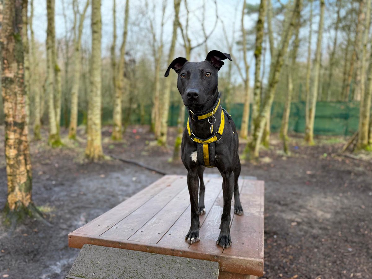 DogsTrust West Calder (Edinburgh) and Dundee tweet media