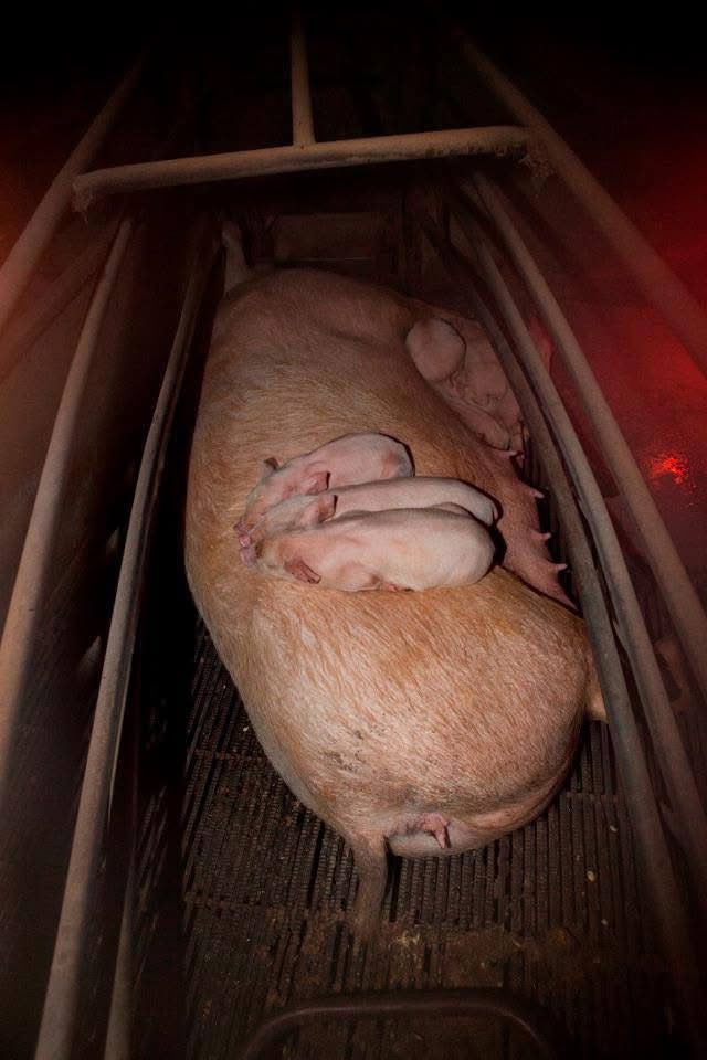 “I remember touching one of the sows in those crates. She was red and big with fourteen piglets tussling off to the side. She flinched. I could feel a strange sense of horror deep inside me, but I pushed it down. I rested my hand on her back and, for one brief moment, she