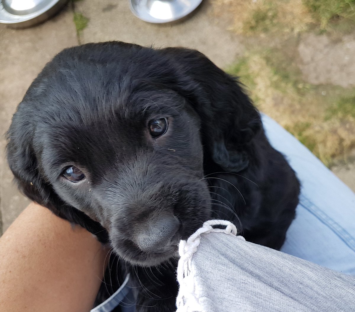 Mrs C's magic settee 🐶🐶🐶🐶🐶🐶🐶🐶🐶🐶🐈‍⬛ tweet media
