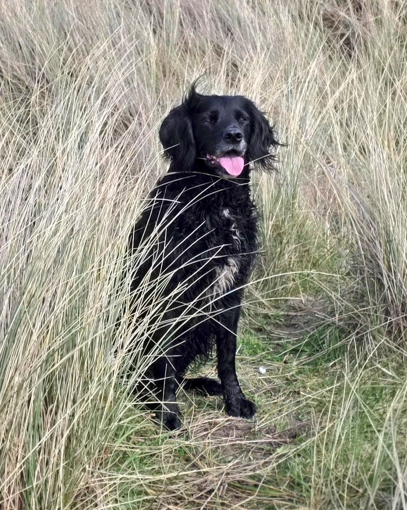 Mrs C's magic settee 🐶🐶🐶🐶🐶🐶🐶🐶🐶🐶🐈‍⬛ tweet media