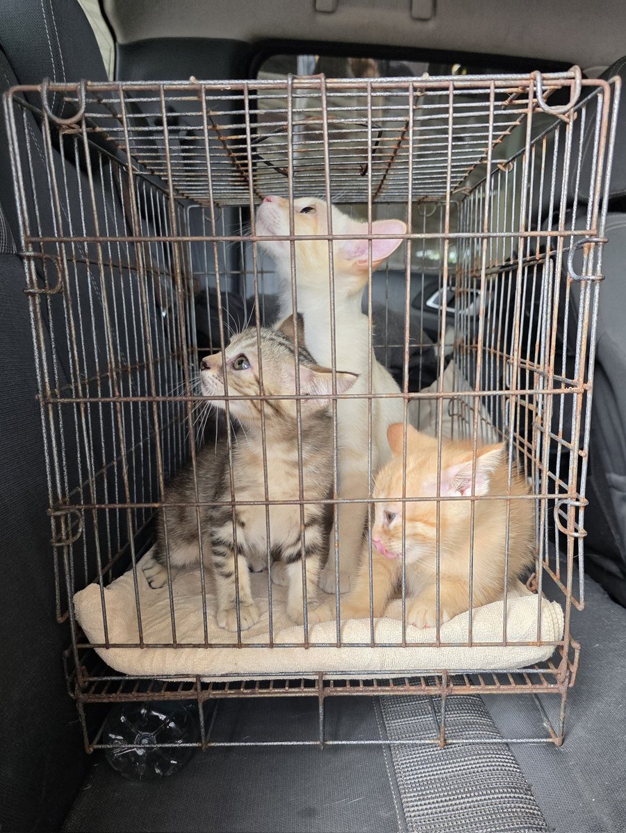 แมวทองมี กวีพเนจร tweet media