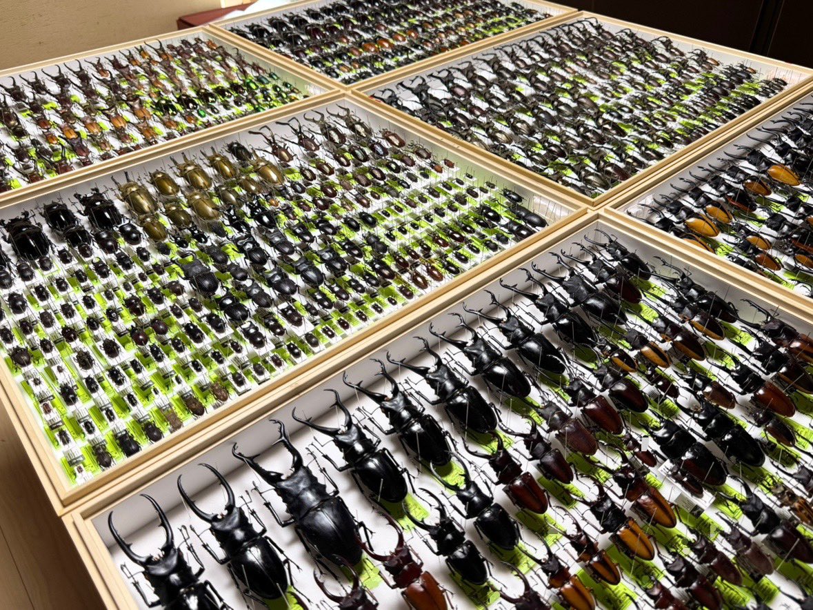 インセクエスト tweet media