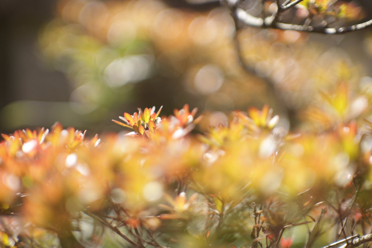 Rion72881190's tweet photo. Jupiter9 85mm f2を持ち出して散策した時の写真
ふんわりした写りが好きなレンズです
マニュアルでのピント合わせはむずかしいので風の強い日は持ち出すか悩みます
#jupiter9 #オールドレンズ #写真散歩 #スナップ #スナップ写真 #classiclenses #photowalk #snap #snapshot https://t.co/WM5kdeRHfw