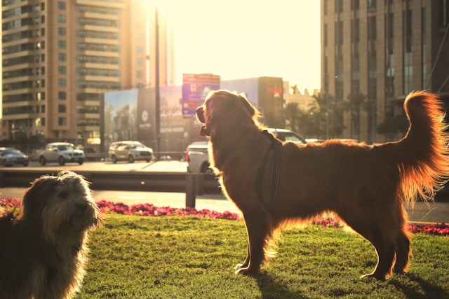Info vétérinaire tweet media