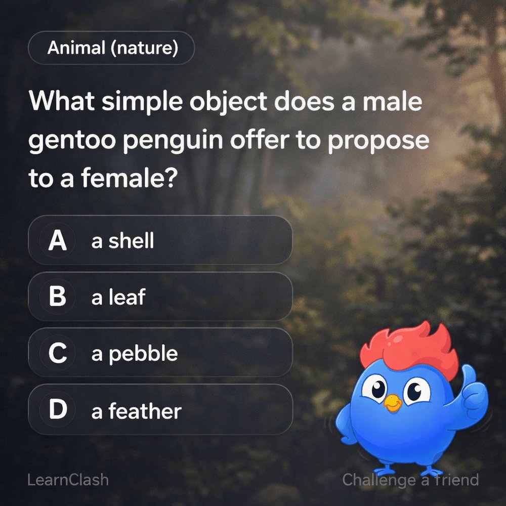 LearnClash tweet media