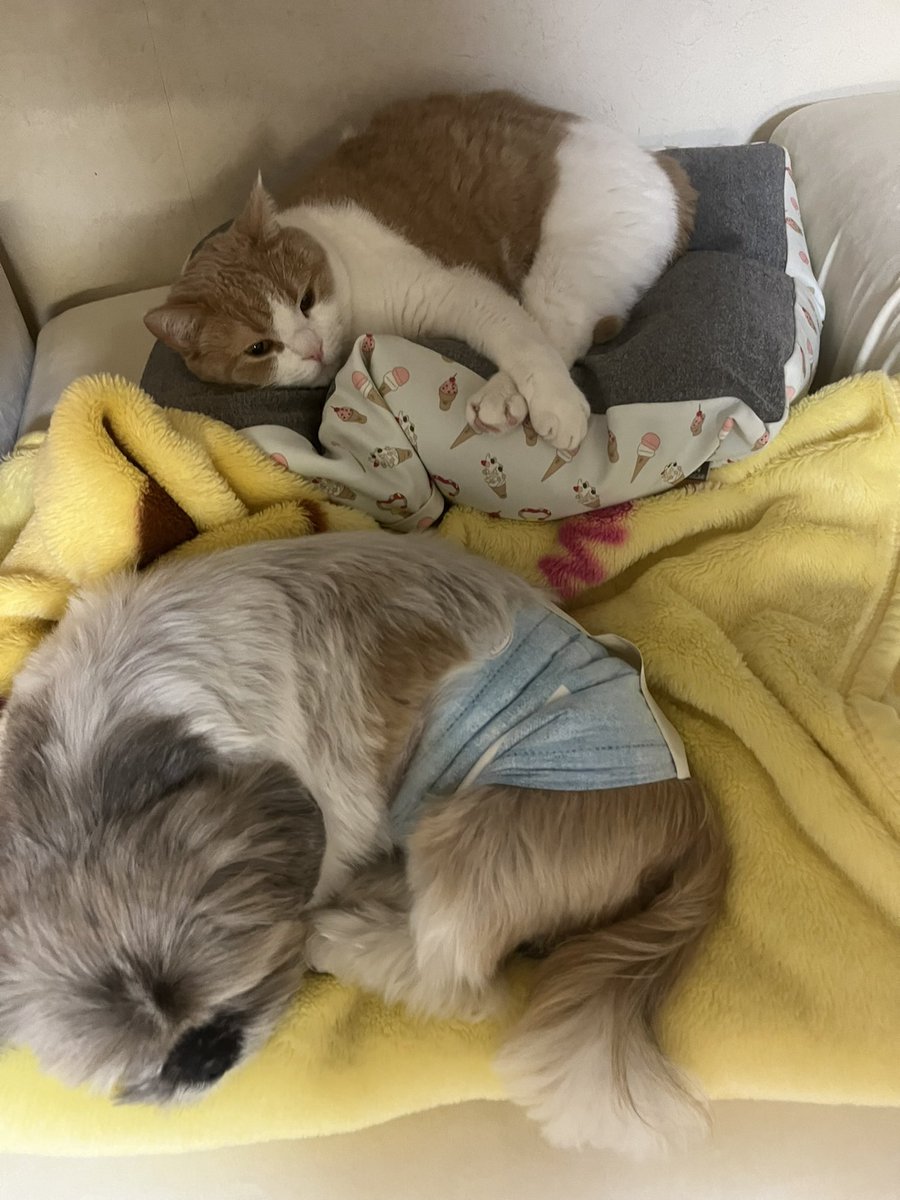IEGCS1's tweet photo. なんだかんだ仲良しなわんこと例の猫さん #シーズー  #犬との生活  #スコティッシュフォールド #猫との暮らし https://t.co/uxFlUrLz3q