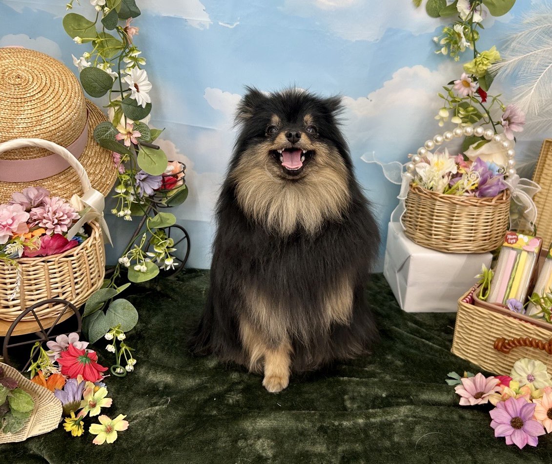 ポメラニアンのサンゴ🪸 tweet media