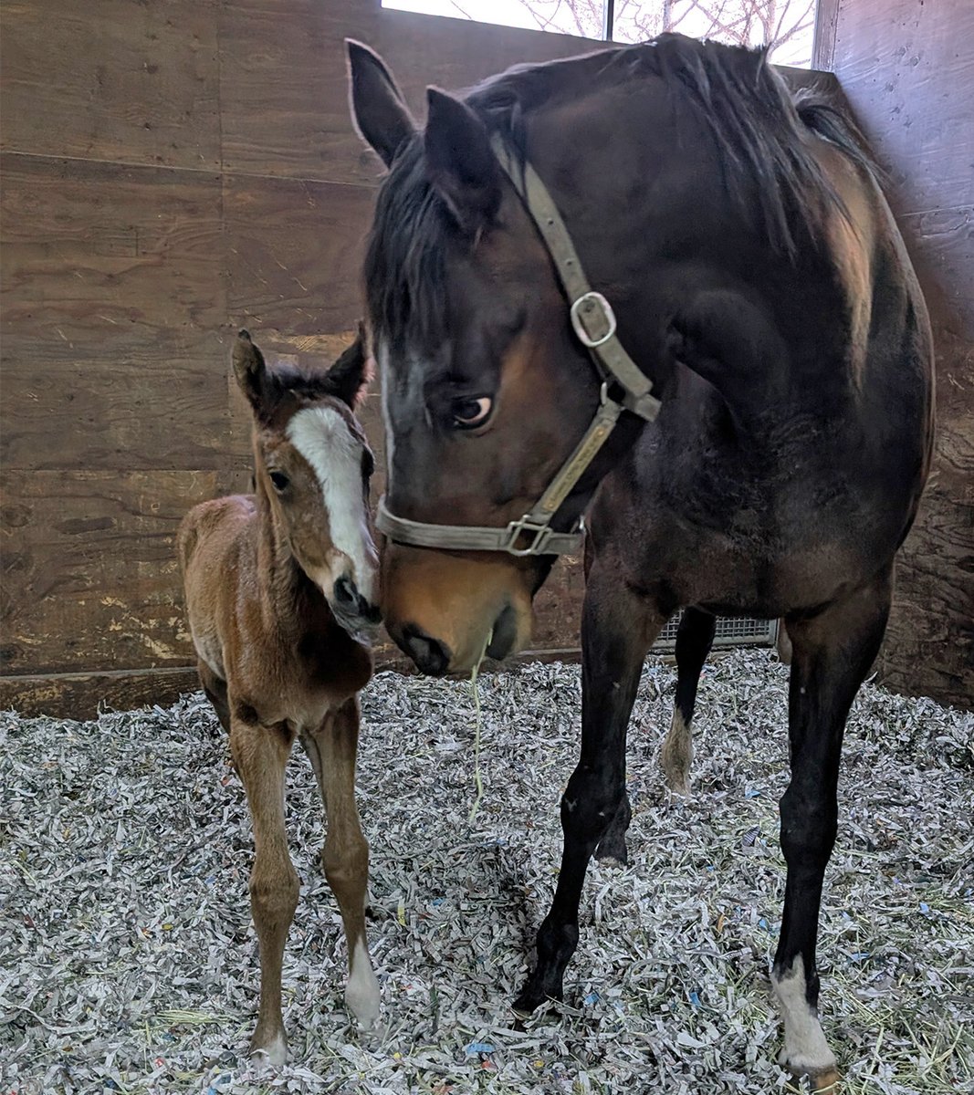 【公式】DMM BANUSY(DMM バヌーシー) tweet media