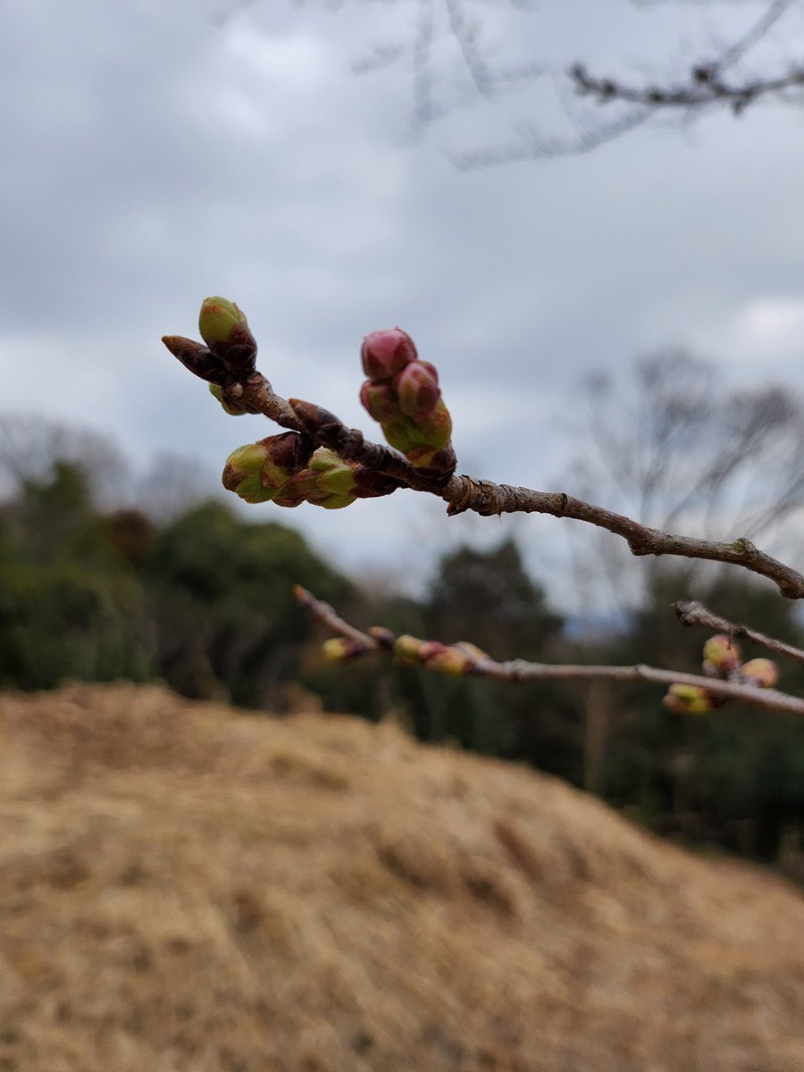 fugetsu_bekkan's tweet photo. ゴルフ場にある桜の木々たちがシーズンを迎え初めています🌸

太田市の開花予想は3/23、満開は4/2となっております🌸

是非、ご予約、ご来店お待ちしております🌸 

 #風月別館  #鳳凰ゴルフ倶楽部  #フットゴルフ  #お花見  #ソメイヨシノ https://t.co/eFlxo6Q5HE