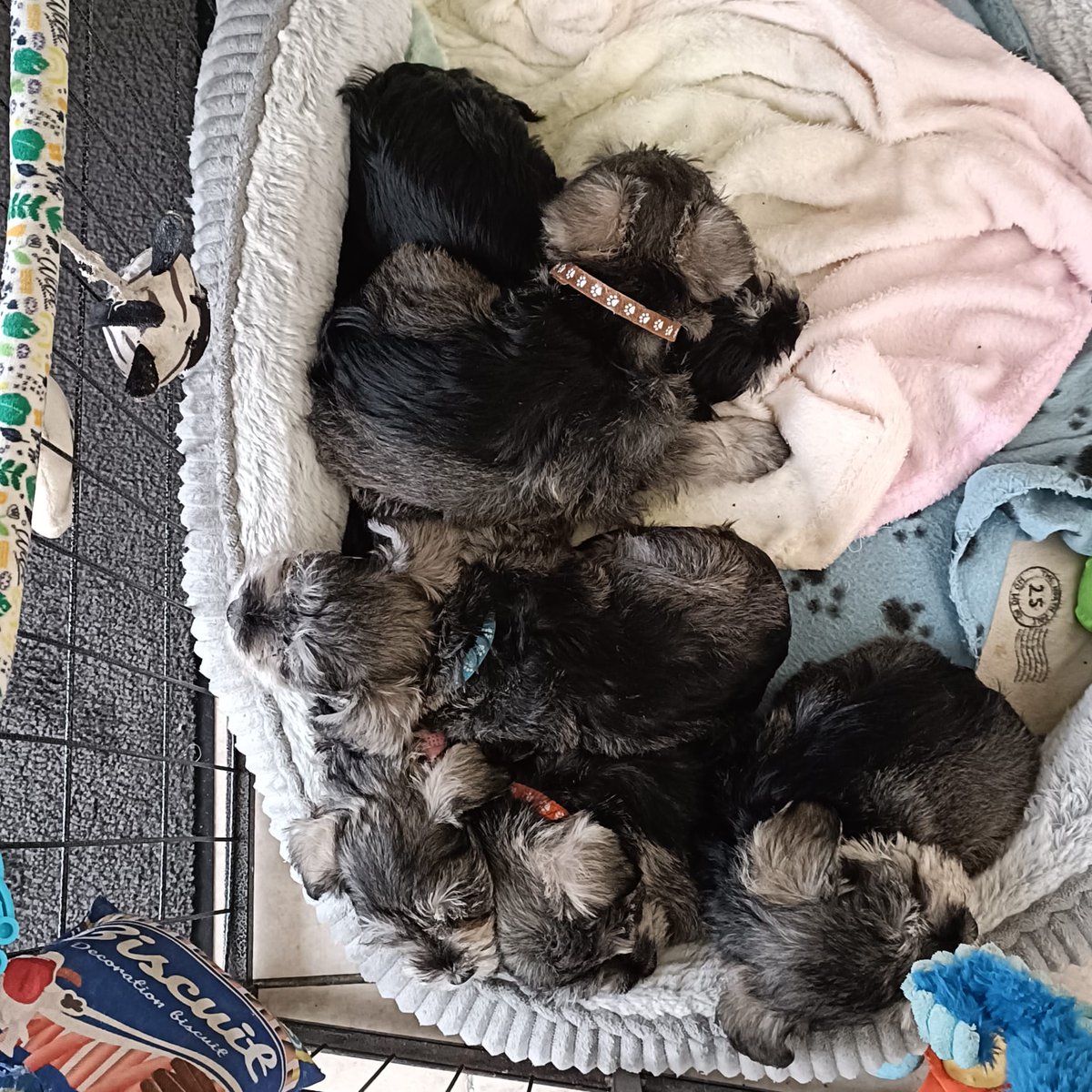 salljc's tweet photo. @p_birtwell @bemorebob2 @emmamonkman Archie's amongst these...🐾🐾 https://t.co/fBL2yzHX6j