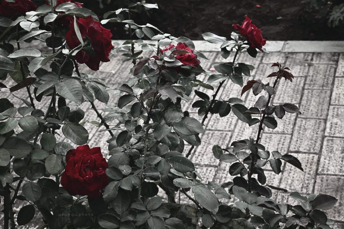 うずこ/𝚄𝚣𝚞𝚔𝚘 tweet media