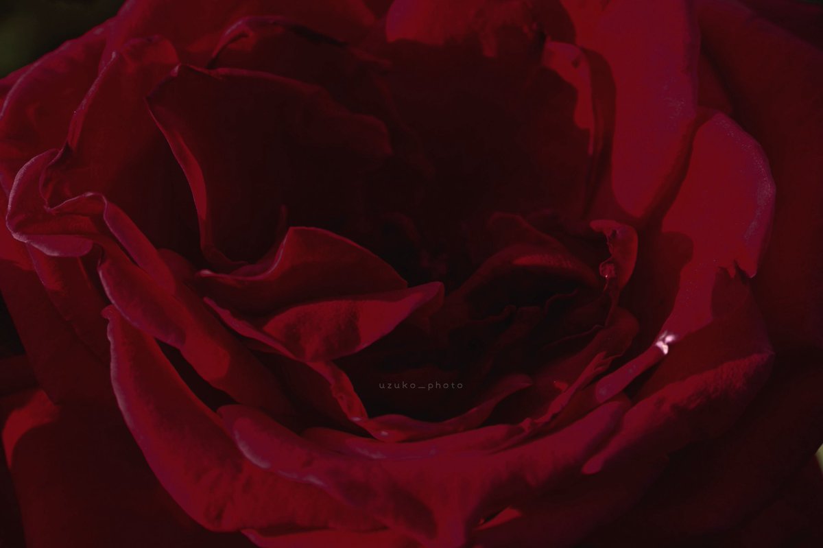 うずこ/𝚄𝚣𝚞𝚔𝚘 tweet media