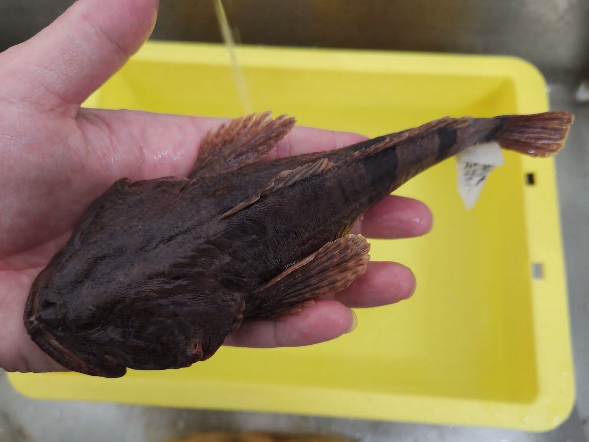 「旧い標本があったよ」だけでさらっと報告するだけなら簡単ですが、せっかくならきちんと役に立つものにしたいと思い、細部まで調べました。残念ながら今の球磨川八代海にカマキリはいませんが、たったの80年弱前に本種がいたことを覚えておきたいですし、今いる場所ではずっと生き残ってほしいです。