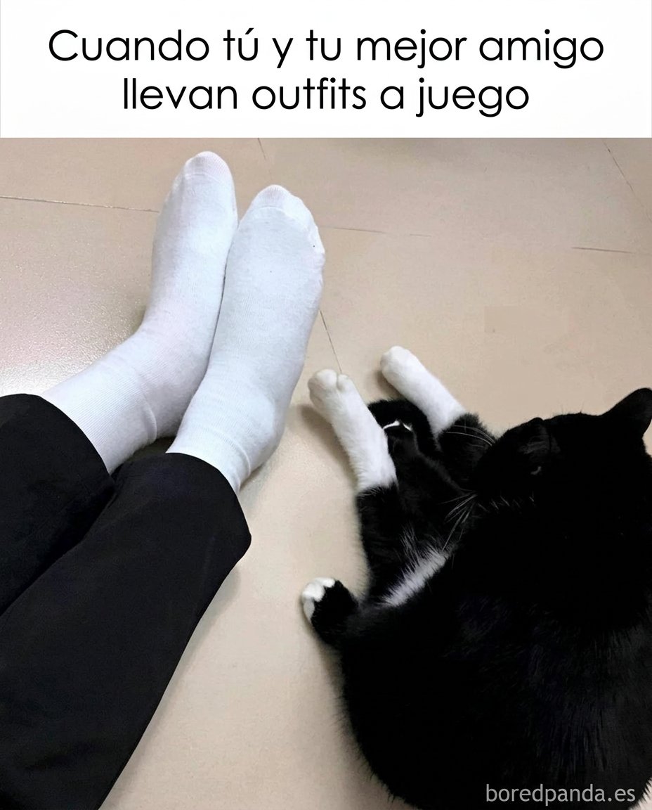 Esos gatos locos (@esosgatoslocos) on Twitter photo 