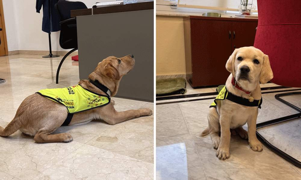 ONCE_oficial's tweet photo. 🦮Daiqui y Lenox, guías administrativos
En el @ayto_pozuelo hay dos nuevas incorporaciones a la plantilla que no pasan desapercibidas...
Forman parte del programa de educación de la Fundación ONCE del Perro Guía #FOPG
#SiempreCaminandoJuntos👣🐾
#PerrosGuíaONCE
#PerrosGuía
En @lavozdepozuelo
🔗https://t.co/rJLBkXlmF1