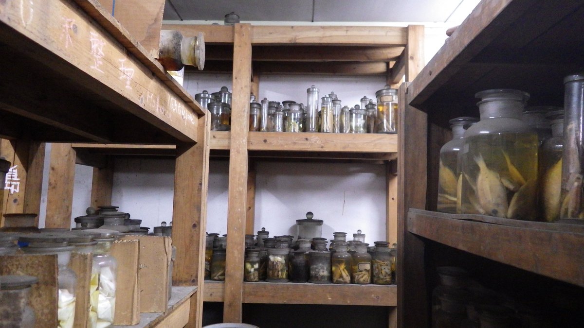 研究報告ではもうひとつ、報告を出しました。まったくの未整理状態で（実は）廃棄の危機にあった九州大学の魚類標本について、その概略と移転、現在の保管状況についてまとめました。こちらも、どなたもお読みいただけます（PDF）。私がいのちを削って救出した標本群です。
museum.kyushu-u.ac.jp/publications/b…