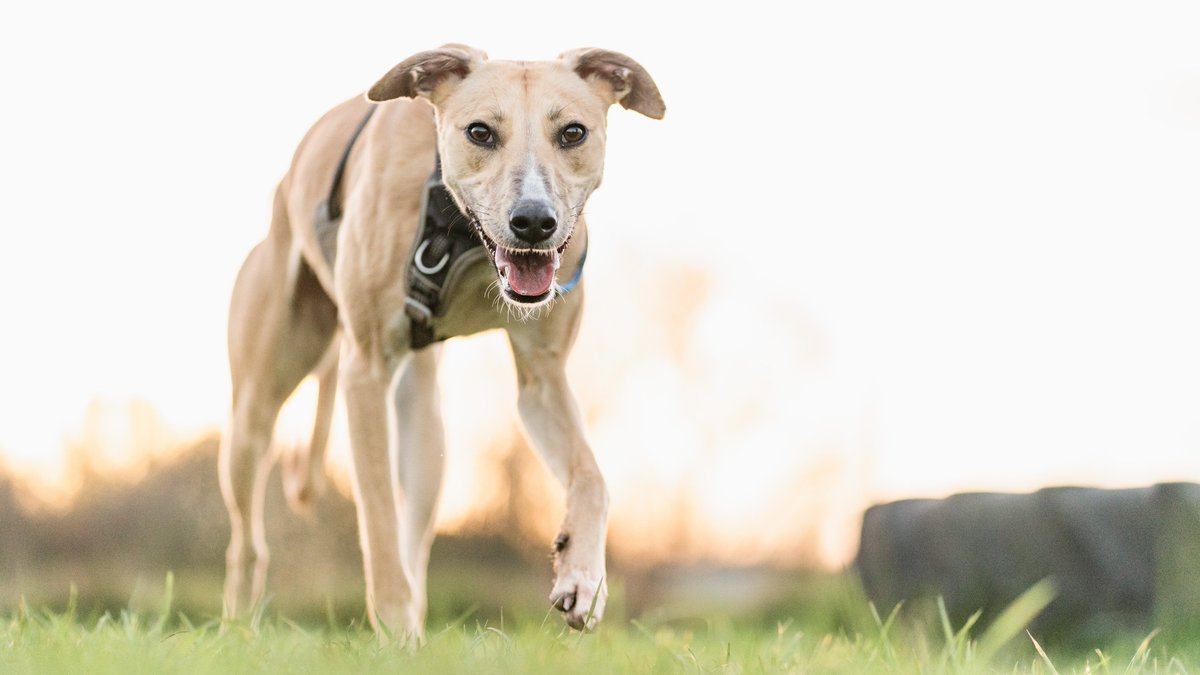 Blue Cross UK tweet media