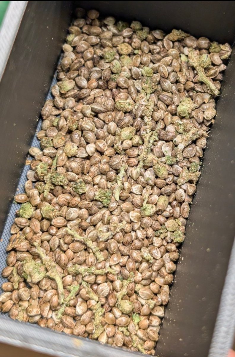 Sincty Seeds tweet media