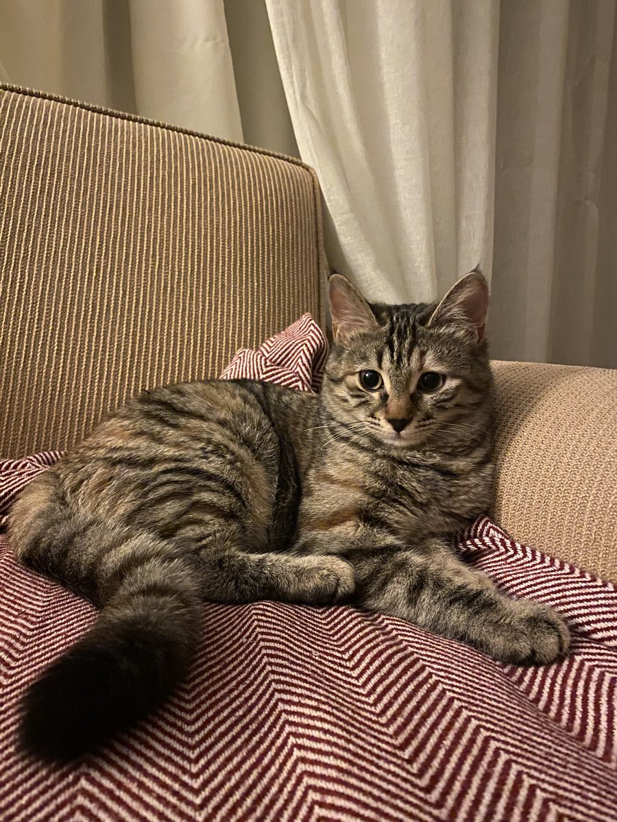 bihter🐱 tweet media