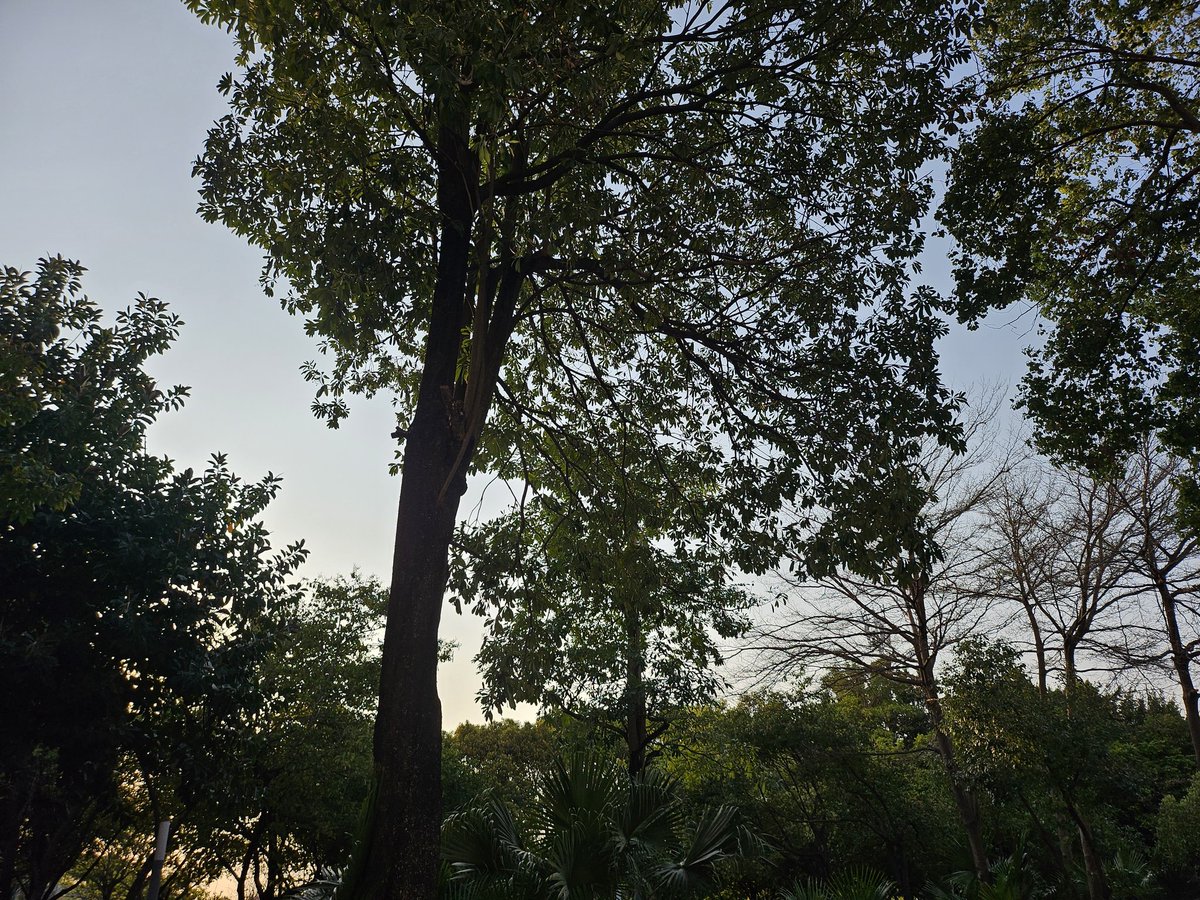 热带鱼 tweet media